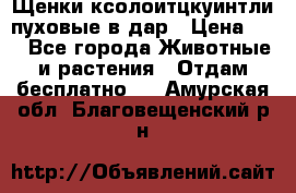 Щенки ксолоитцкуинтли пуховые в дар › Цена ­ 1 - Все города Животные и растения » Отдам бесплатно   . Амурская обл.,Благовещенский р-н